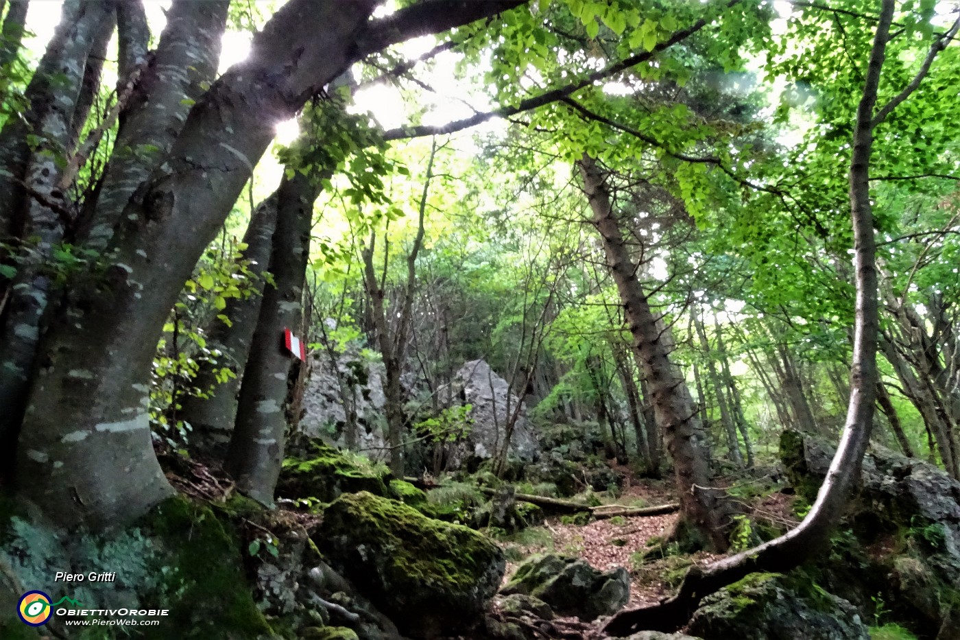 35 Bel sentiero nel bosco di faggeta anche tra pietroni.JPG